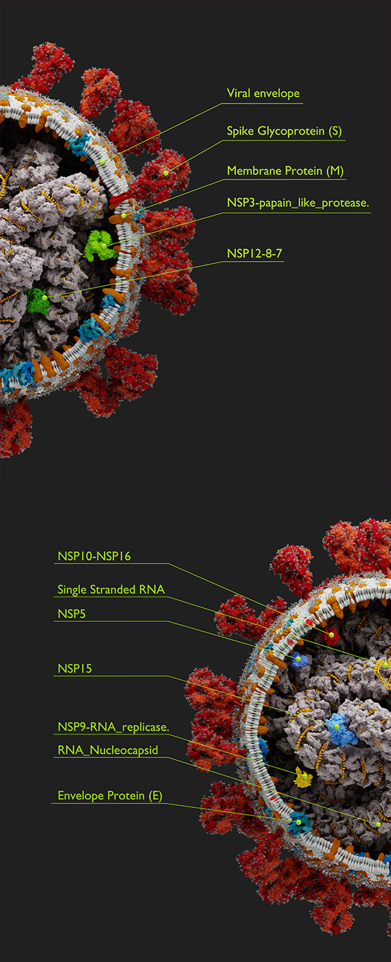 SARS-CoV-2 Anatomy